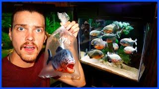 I Bought PIRANHAS For My Aquarium...