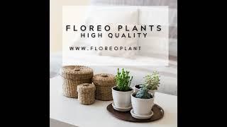 www.floreoplants.nl - High Quality Luxury Plants #plants #shorts #nature