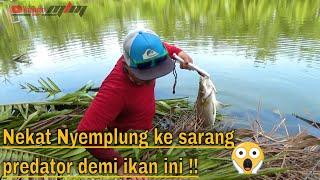 STRIKE KAKAP PUTIH.. SPOT MANCING MEDAN ..