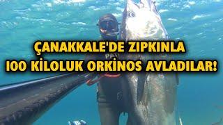 ÇANAKKALEDE ZIPKINLA 100 KİLOLUK ORKİNOS AVI