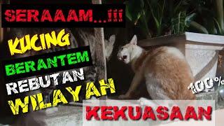 Kucing berantem rebutan wilayah kekusaan