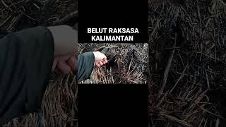 Detik Detik Tertangkapnya Monster Purba Kalimantan