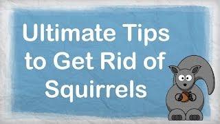 How to get rid of squirrels  ULTIMATE Repellent for Getting Rid of Squirrels  How to Repel Pests