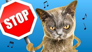 You Dont Own Me - Parody Song sung by CATS 