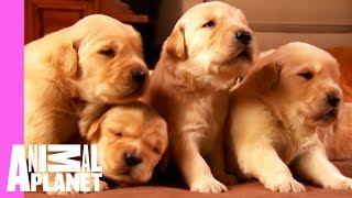 Growing Up Golden Golden Retriever Puppies  Too Cute