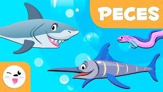 Los peces para niños - Animales vertebrados - Ciencias naturales para niños