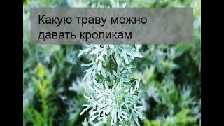 Какую траву можно давать кроликам