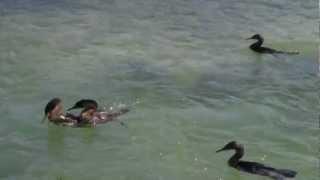 Flightless Cormorant Mating Ritual Galapagos.mp4