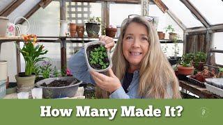 Potting Petunia Seedlings