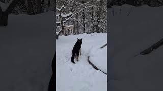 German Shepherd LOVES the snow