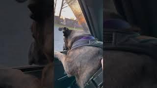 Dog At Elm Road Drive In Warren Ohio #asmr #dog #onlyinohio