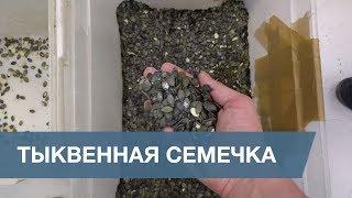 Сортировка Тыквенных Семечек  Pumpkin Seeds Sorting