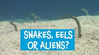 Great Barrier Reef - Meet the Locals with Divers Den Spotted Garden Eels