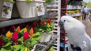 How To Stop A Cockatoo From Screaming or not