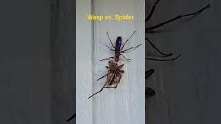 Rusty Spider Wasp killed BIG Wolf Spider  #nature #wasp #spider Tachypompilus ferrugineus