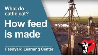 What Do Cattle Eat How Feed is Made