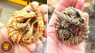 12 seltene exotische Reptilien die du noch nie gesehen hast