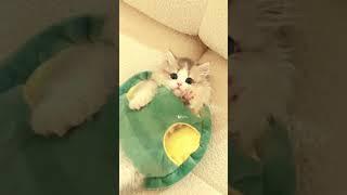 Cute Turtle Kittie - Cute Kitties - Cutest Kittens @catgivry #shorts #smallcats #котятамейнкуны