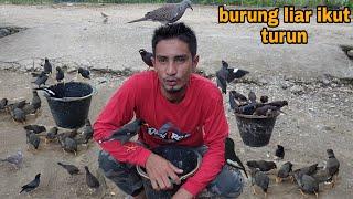 ANEH BANGET_BURUNG LIARPUN IKUT TURUN DAN MABAR