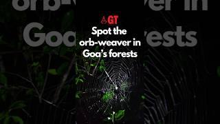 This nocturnal spider in Goa’s forests is truly unique #forestspider #insects #goa Gomantak Times