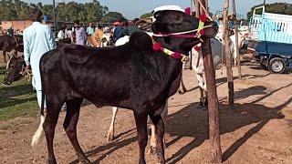 Mandra Mandi Rawat update 01052024 ll cow Mandi ll Bakra Eid ll Domail Mandi ll Fateh jangi bulls