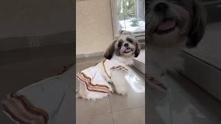 Izu de onakodi ishtapetto #shorts #trending #puppy #shortvideo