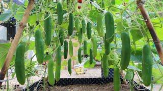 How to grow Cucumbers vertically extremely lots of fruit Growing cucumbers