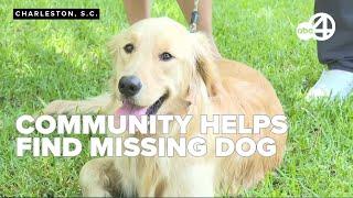 Community bands together to find Rocky the golden retriever after boat crash #heartwarming