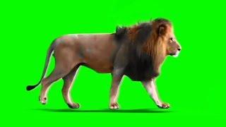 Male Lion Walking on Green Screen  Loop