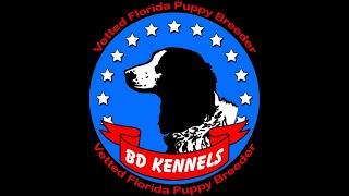 BD Kennels Best Hunting Dog Kennel Florida  Website httpswww.bdkennels.net Call 863 528-3321