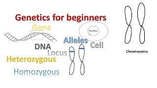 Genetics for beginners  Genes Alleles  Loci on Chromosomes 