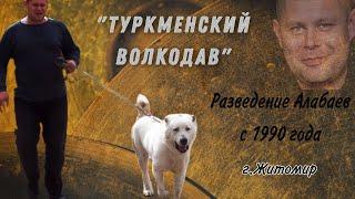 Питомник собак  САО  Туркменский волкодав  Breeders Alabai