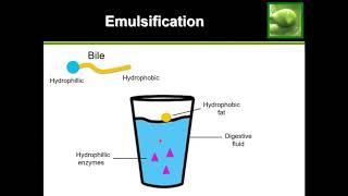 Emulsification of Lipids Fats - See it happen