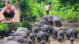 Led a herd of nearly 50 pigs into the forest to eat bamboo shoots and repair the barn