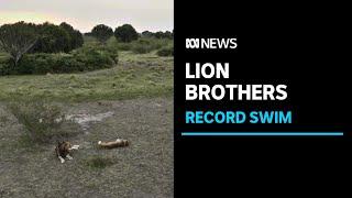 African lions make record-breaking swim in crocodile-infested waters  ABC NEWS