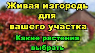 Красивые и быстрорастущие кустарники для живой изгороди.