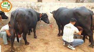 Full Milking of 5 Star - Murrah Buffaloes @JindRam Niwas Ji 94668-37502.