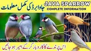 Java Finch Complete Information  Java Business in pakistan  Java Breeding Tips  Pro tips 2024