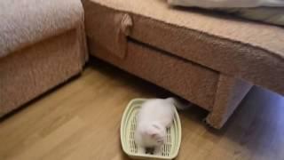 лучший прикол с котом best funny cat