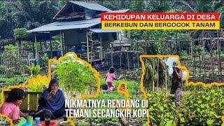 Rugi besar tanam kacang tanah buah lebat hasil melimpah kejadiannya seperti ini