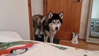 Old Husky Comes To Check On Me During The Storm