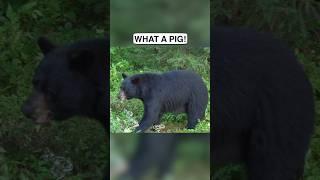 What A Giant #bears #animals #GoHuntInNorthernOntario #DiscoverON