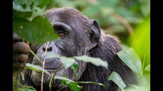 Uganda Kibale National Park - Chimpanzee Tracking & Habituation