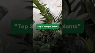 Plants for low light areas #gardenup #shorts #plants #lowlight