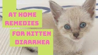 Kitten & Cat Diarrhea Home Remedy - Safe & Easy