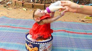Most Adorable Pruno Wear Cute Dress Like Human Babe Get Milk Pruno Act Like Human Get Milk From Mom