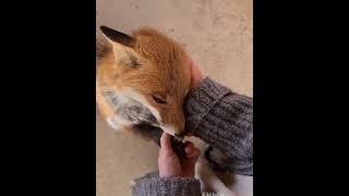 The Fox of Little Prince  Real Video   Le Renard du Petit Prince   share to find him