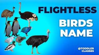 Learn Flightless Birds Name  Birds that cant fly  Kids educational videos  @toddlerclasses