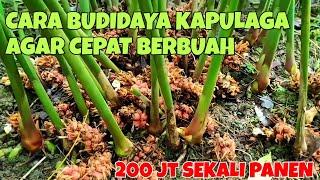 CARA BUDIDAYA KAPULAGA  AGAR CEPAT BERBUAH PETANI KAPULAGA BISA MERAUP 200 JUTA SEKALI PANEN