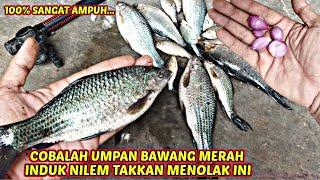 UMPAN PALING TOPCER‼️BUAT BABON NILEM SUSAH MAKAN